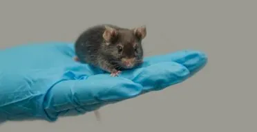 Dietary Methionine Restriction Improves Healthspan in Mice