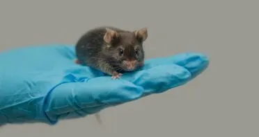 Dietary Methionine Restriction Improves Healthspan in Mice