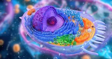 TFEB Lets Cells Live Long Enough to Become Senescent