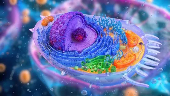 Organelles