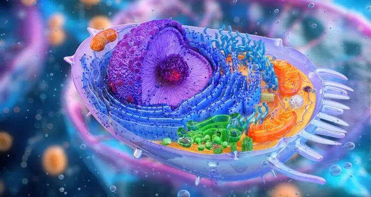 TFEB Lets Cells Live Long Enough to Become Senescent