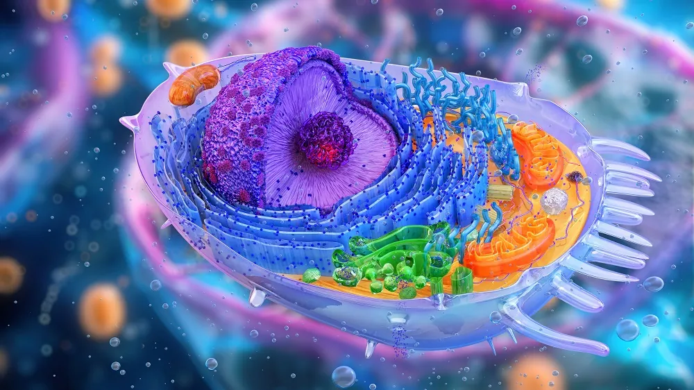 Organelles