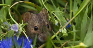 Common Laboratory Mice Age Faster in a Natural Environment
