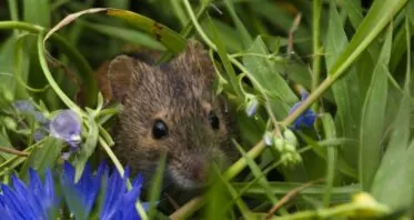 Common Laboratory Mice Age Faster in a Natural Environment