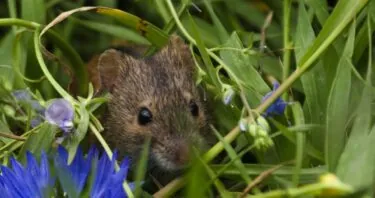Common Laboratory Mice Age Faster in a Natural Environment