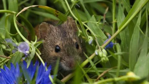 Outdoor mouse