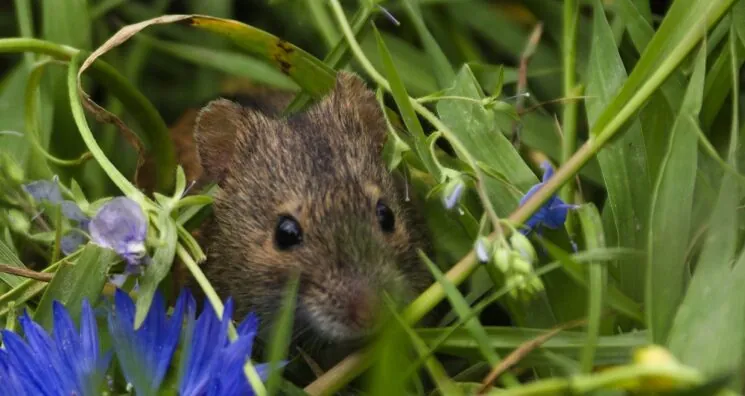 Common Laboratory Mice Age Faster in a Natural Environment