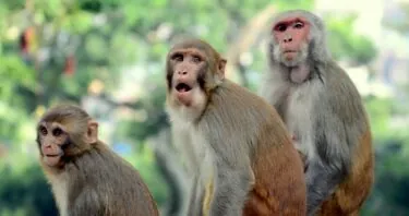 Caloric Restriction Slows Ovarian Aging in Monkeys