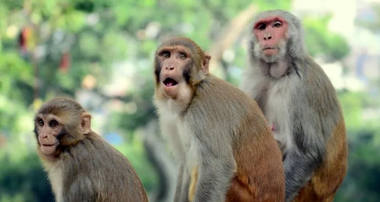Caloric Restriction Slows Ovarian Aging in Monkeys