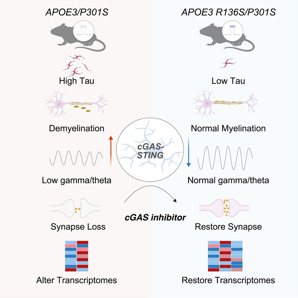 APOE3 Mice