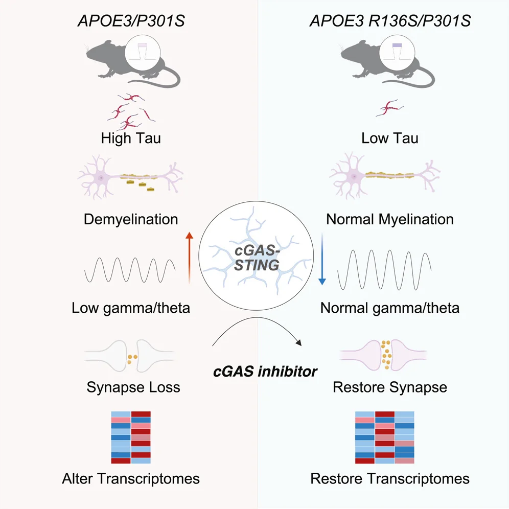APOE3 Mice