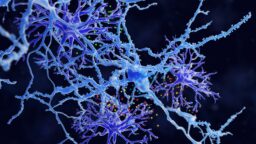 Astrocyte