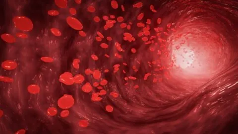 Blood vessel cells