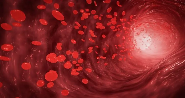 A Popular Sweetener Adversely Affects Blood Vessels