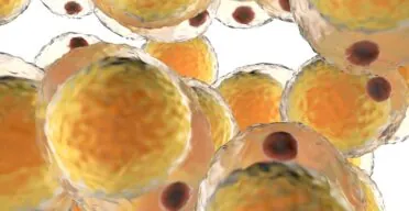 Subcutaneous and Visceral Fat React Differently to Obesity
