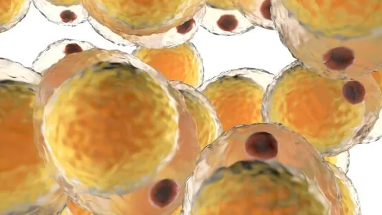 Fat cells