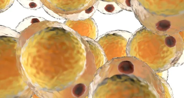 Subcutaneous and Visceral Fat React Differently to Obesity