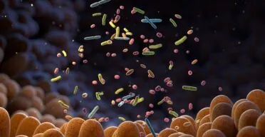 How Gut Microbiota Impact Endothelial Cell Senescence
