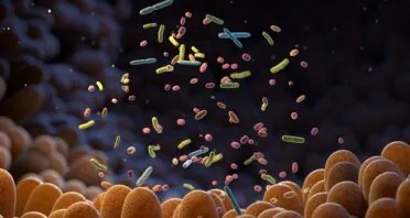 How Gut Microbiota Impact Endothelial Cell Senescence