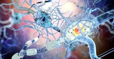 New Insights Into How Neural Stem Cells Age