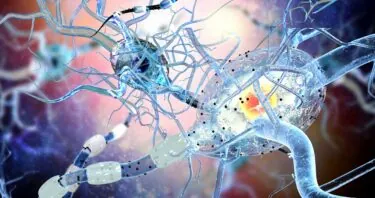New Insights Into How Neural Stem Cells Age