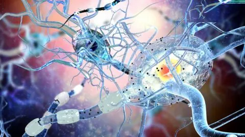 Neurons