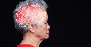 Longer Reproductive Spans Linked to Younger Brains in Women
