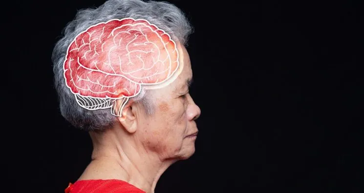 Longer Reproductive Spans Linked to Younger Brains in Women