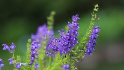 Scutellaria