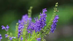 Scutellaria