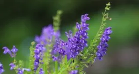How Part of the Krebs Cycle Affects Senescence