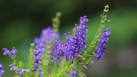 Scutellaria