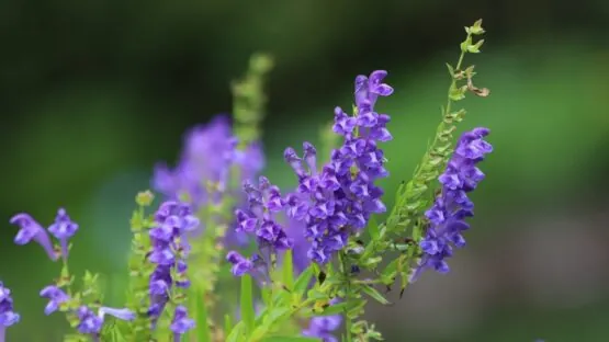 Scutellaria
