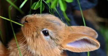 Study Discovers a Mammalian Mechanism of Tissue Regeneration