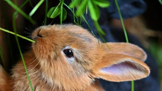 Rabbit ears