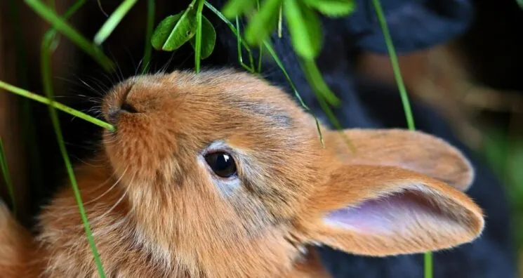 Study Discovers a Mammalian Mechanism of Tissue Regeneration