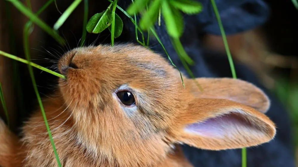 Rabbit ears
