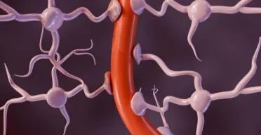 How Blood-Brain Barrier Leaks Make Parkinson’s Worse