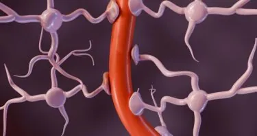 How Blood-Brain Barrier Leaks Make Parkinson’s Worse