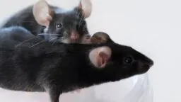 Black 6 mice