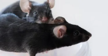 Rejuvenating Muscles in Mice With Senomorphic Treatment