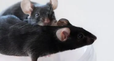 Rejuvenating Muscles in Mice With Senomorphic Treatment
