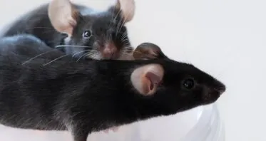 Rejuvenating Muscles in Mice With Senomorphic Treatment