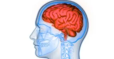 Senescent Cells, Osteoporosis, and Alzheimer’s Are Linked