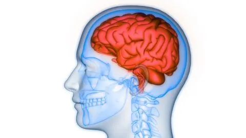 Brain in skull