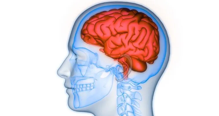 Senescent Cells, Osteoporosis, and Alzheimer’s Are Linked