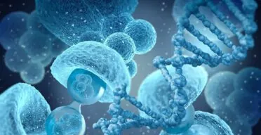 Five Hallmarks of Stem Cell Aging Proposed