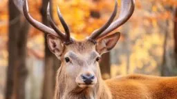 Deer antlers