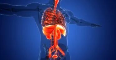 Organ-Specific Aging Analysis Reveals Disease Connections