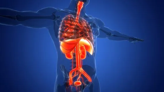 Human organs